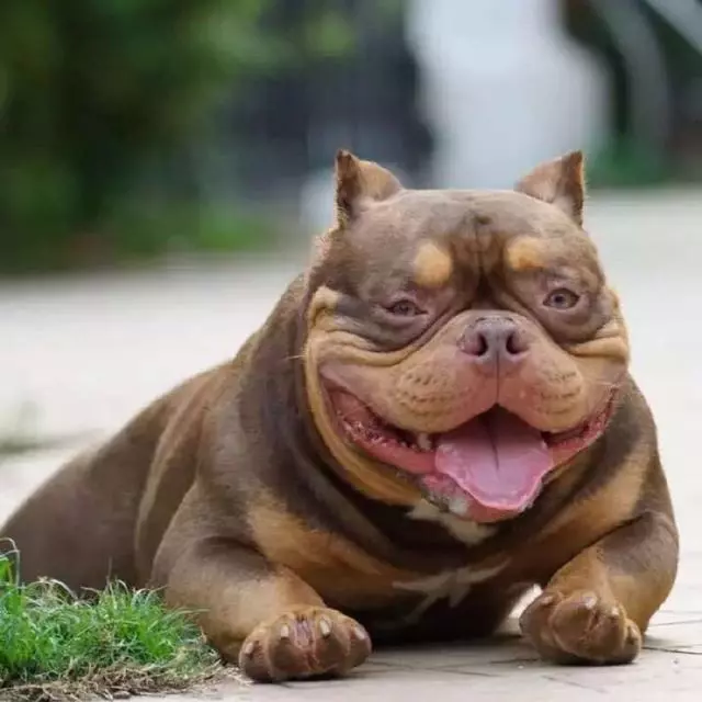 惡霸犬不能做寵物狗?彪悍的外表下竟是一顆溫柔的心