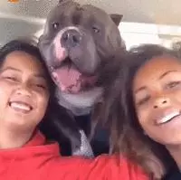 惡霸犬不能做寵物狗?彪悍的外表下竟是一顆溫柔的心