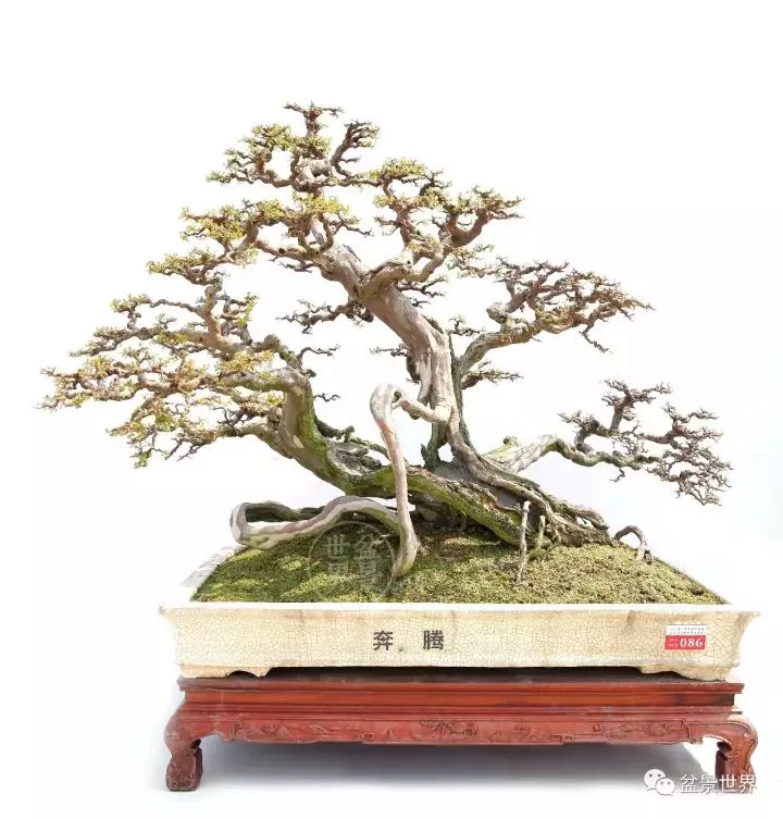 嶺南盆景金獎作品是如何評出來的?