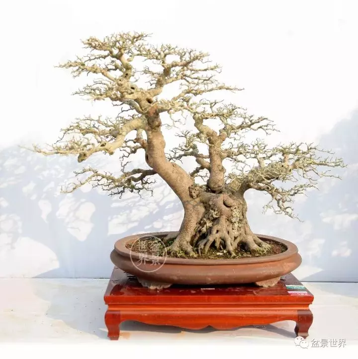 嶺南盆景金獎作品是如何評出來的?