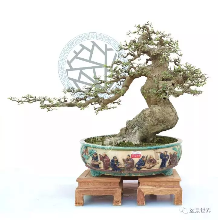 嶺南盆景金獎作品是如何評出來的?