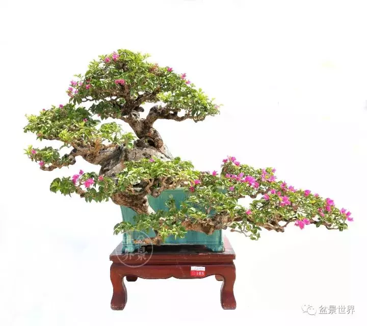 嶺南盆景金獎作品是如何評出來的?