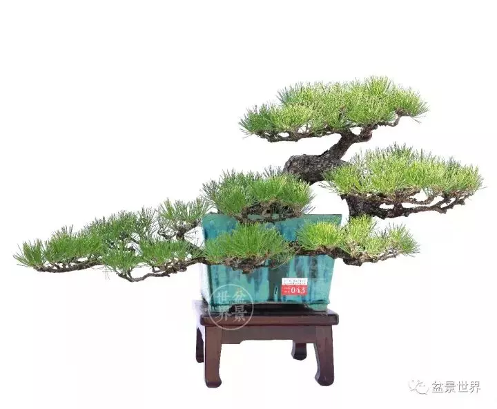 嶺南盆景金獎作品是如何評出來的?
