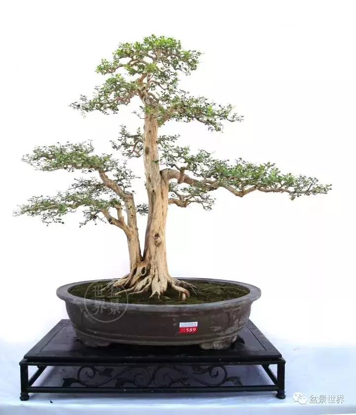 嶺南盆景金獎作品是如何評出來的?