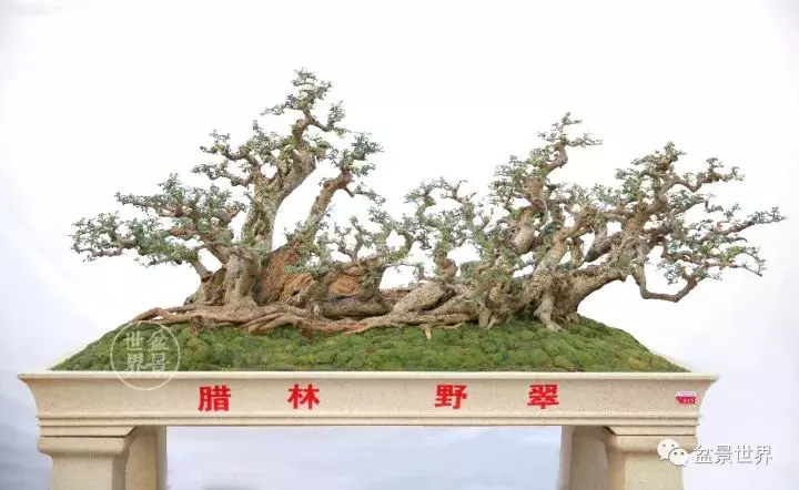 嶺南盆景金獎作品是如何評出來的?