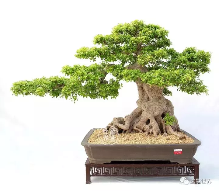 嶺南盆景金獎作品是如何評出來的?