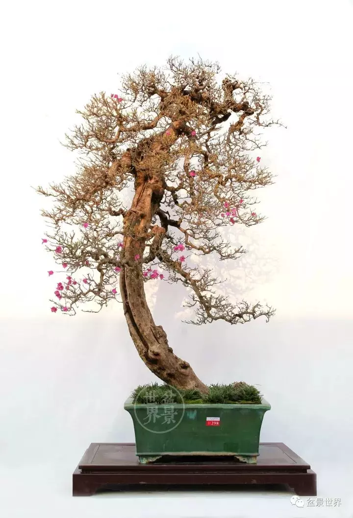 嶺南盆景金獎作品是如何評出來的?