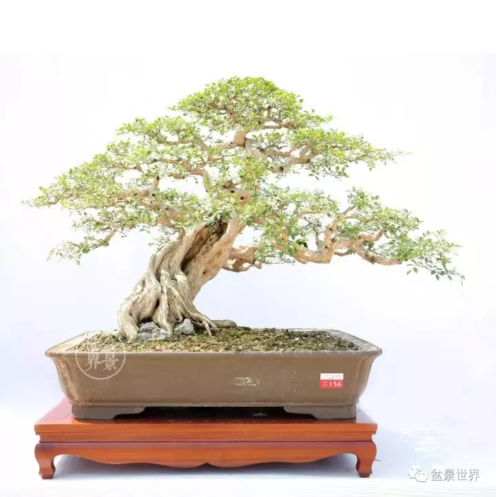 嶺南盆景金獎作品是如何評出來的?