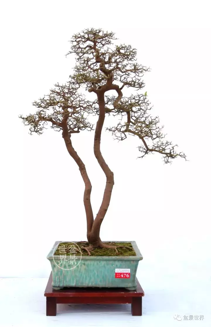 嶺南盆景金獎作品是如何評出來的?
