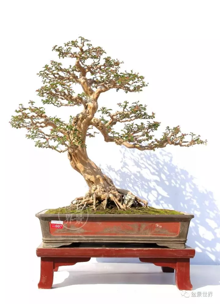 嶺南盆景金獎作品是如何評出來的?