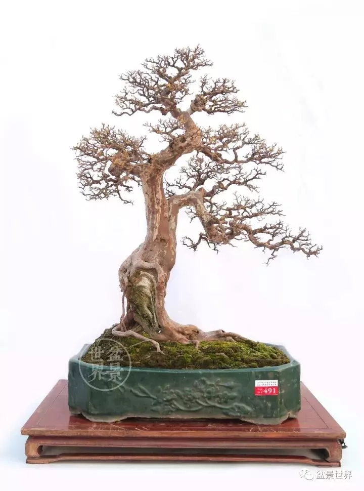 嶺南盆景金獎作品是如何評出來的?