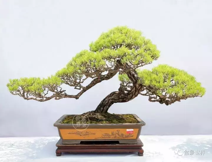 嶺南盆景金獎作品是如何評出來的?