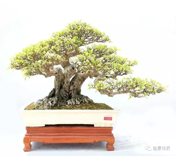 嶺南盆景金獎作品是如何評出來的?