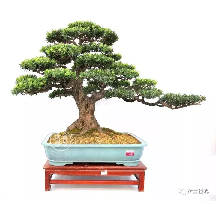嶺南盆景金獎作品是如何評出來的?