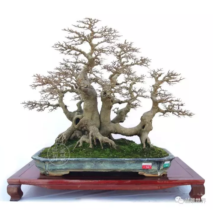 嶺南盆景金獎作品是如何評出來的?