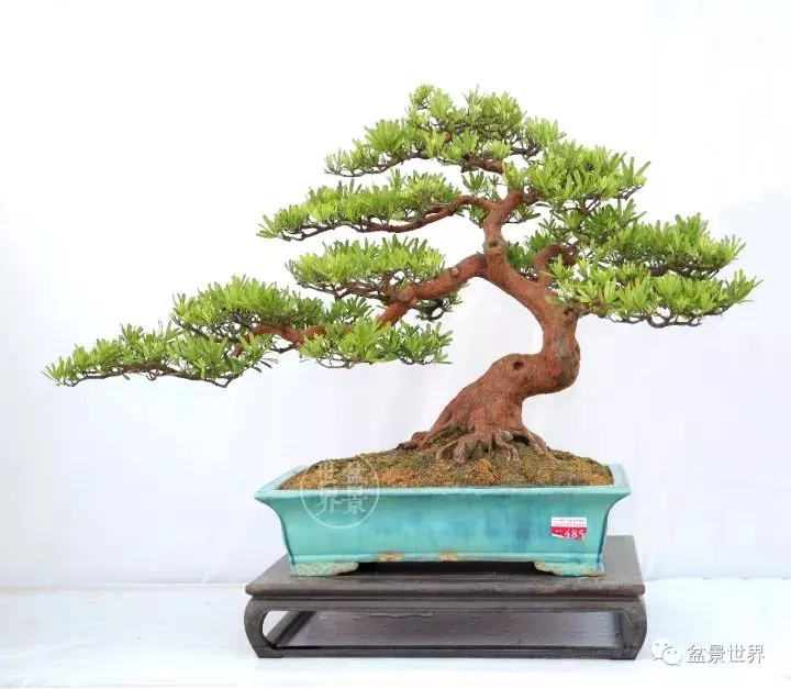 嶺南盆景金獎作品是如何評出來的?