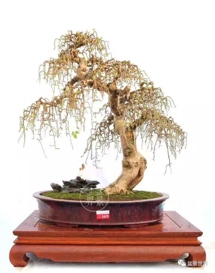 嶺南盆景金獎作品是如何評出來的?