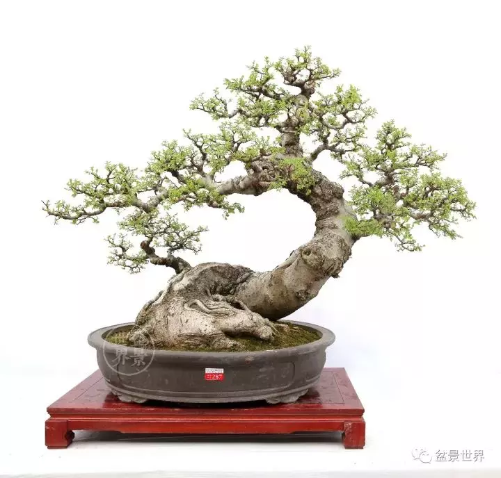 嶺南盆景金獎作品是如何評出來的?