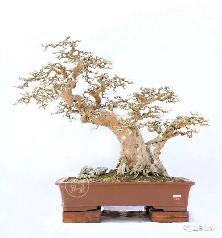嶺南盆景金獎作品是如何評出來的?