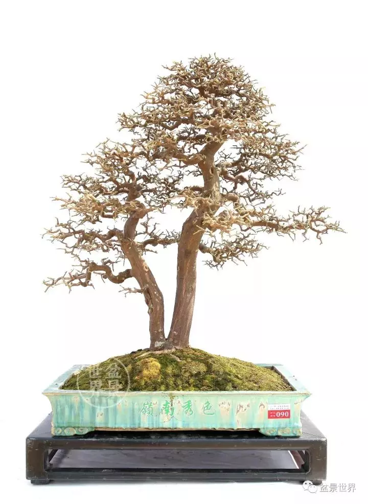 嶺南盆景金獎作品是如何評出來的?