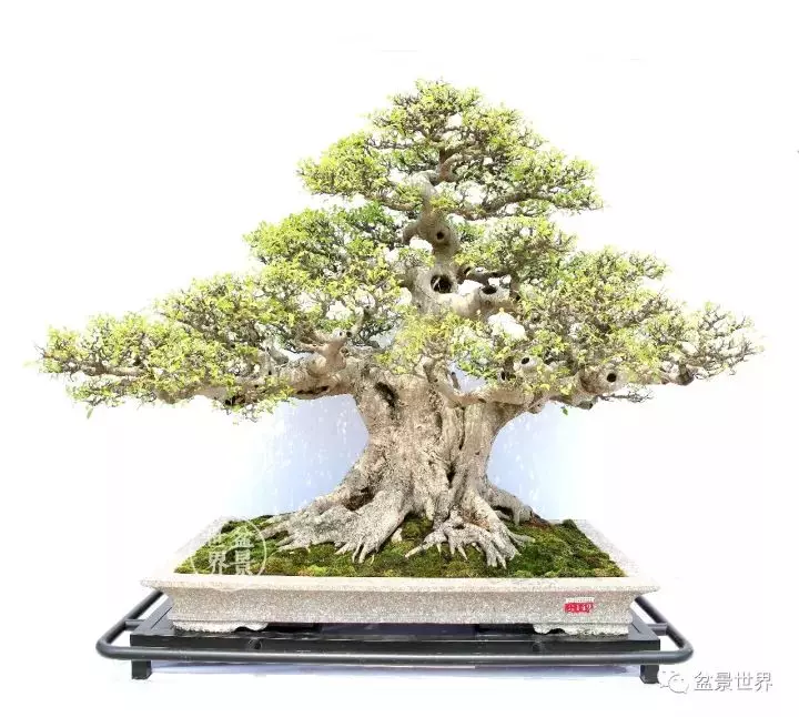 嶺南盆景金獎作品是如何評出來的?