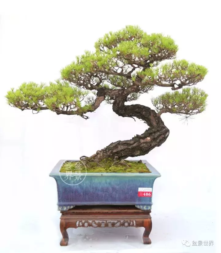 嶺南盆景金獎作品是如何評出來的?