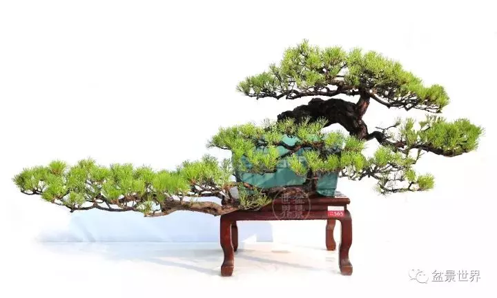 嶺南盆景金獎作品是如何評出來的?