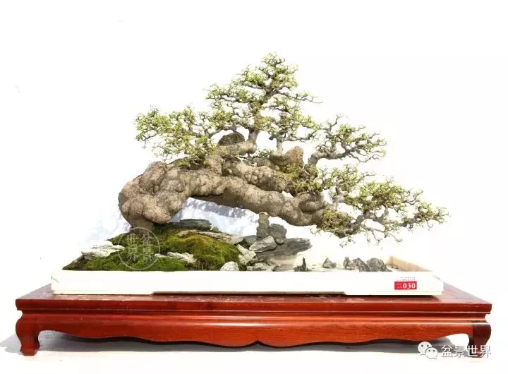 嶺南盆景金獎作品是如何評出來的?