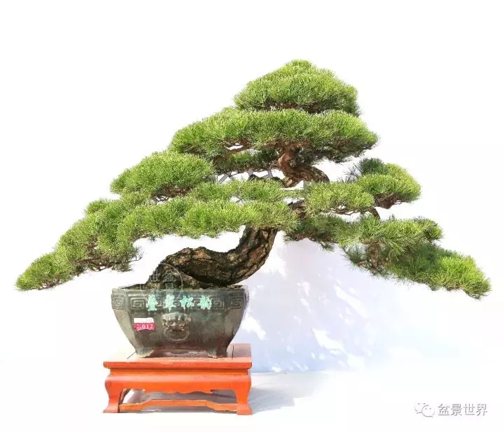嶺南盆景金獎作品是如何評出來的?