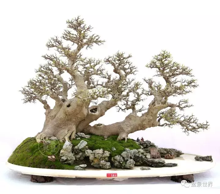 嶺南盆景金獎作品是如何評出來的?