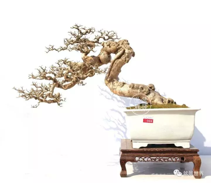 嶺南盆景金獎作品是如何評出來的?