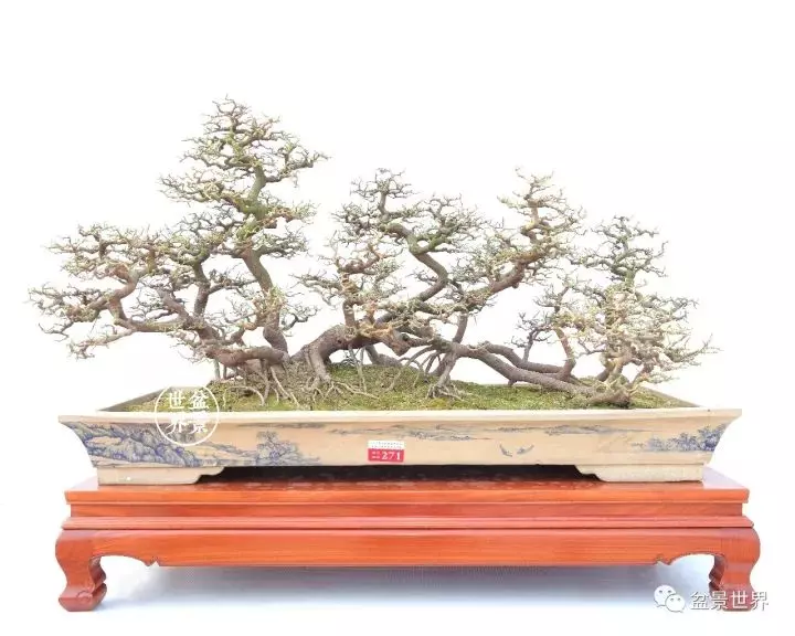 嶺南盆景金獎作品是如何評出來的?