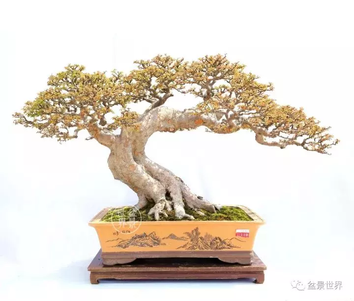 嶺南盆景金獎作品是如何評出來的?