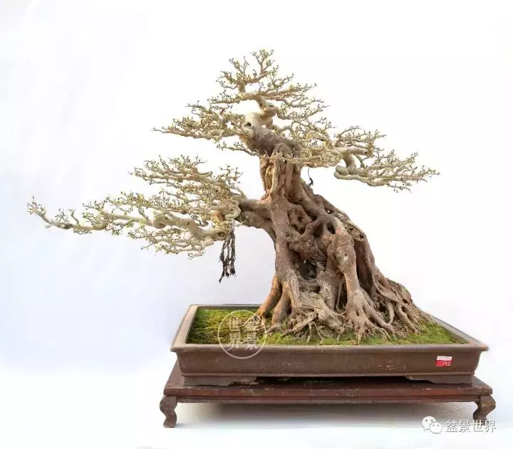 嶺南盆景金獎作品是如何評出來的?