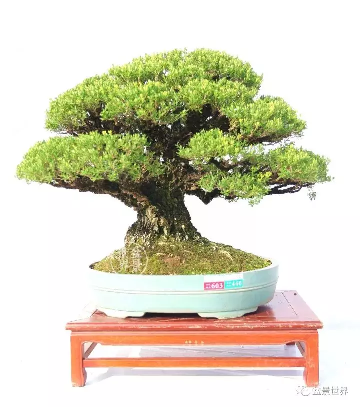 嶺南盆景金獎作品是如何評出來的?