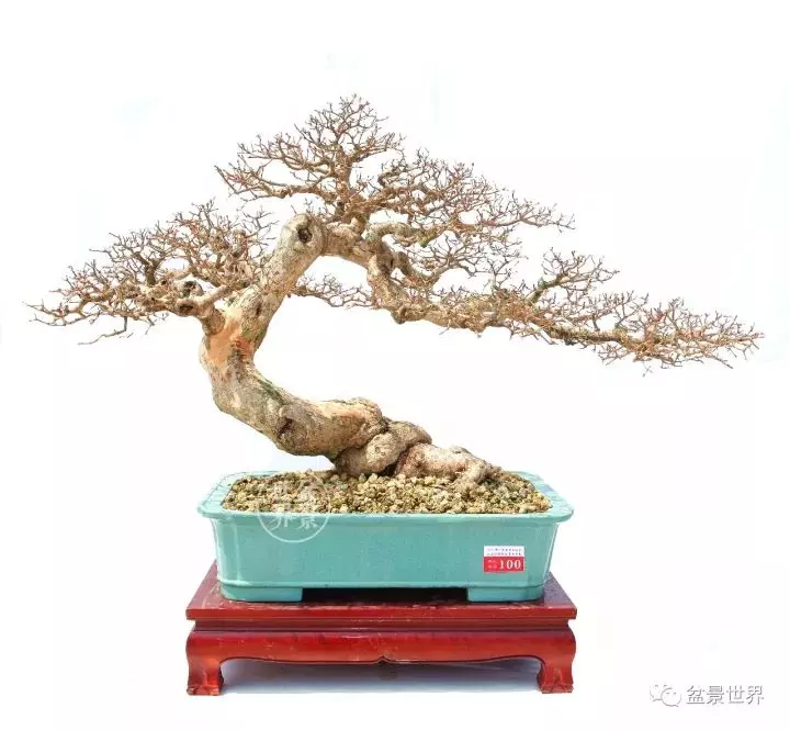 嶺南盆景金獎作品是如何評出來的?