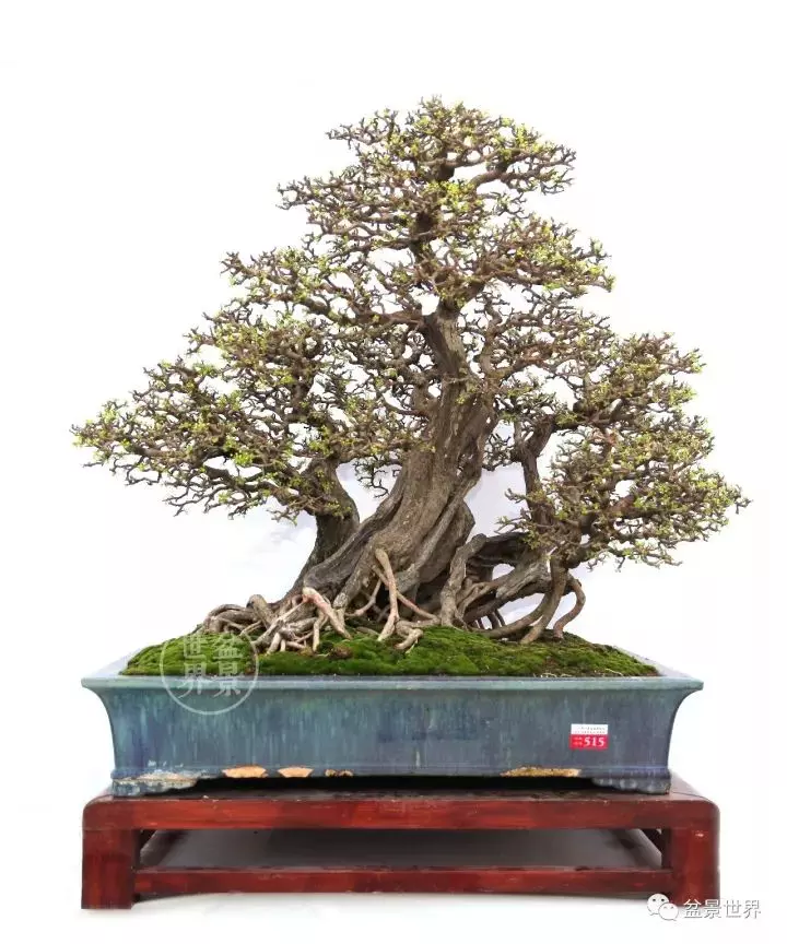嶺南盆景金獎作品是如何評出來的?