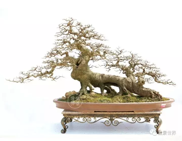 嶺南盆景金獎作品是如何評出來的?