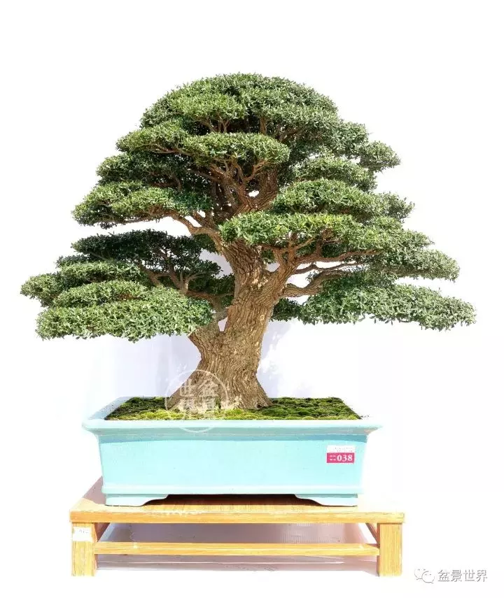 嶺南盆景金獎作品是如何評出來的?