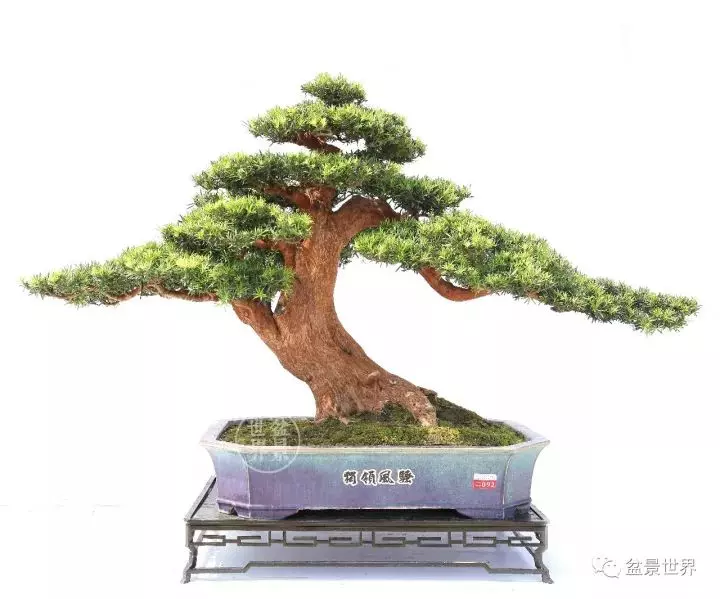 嶺南盆景金獎作品是如何評出來的?