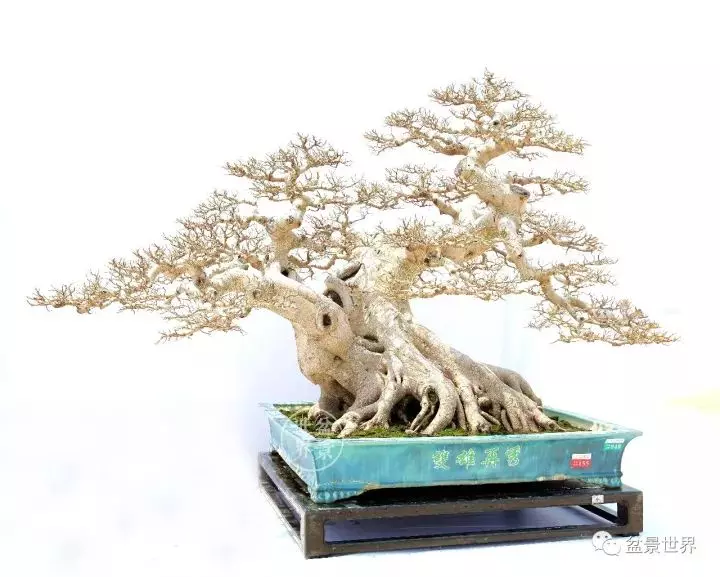 嶺南盆景金獎作品是如何評出來的?