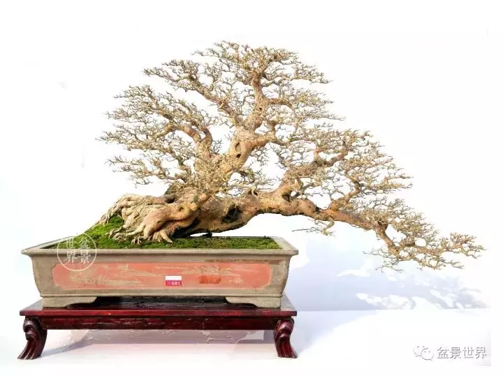 嶺南盆景金獎作品是如何評出來的?