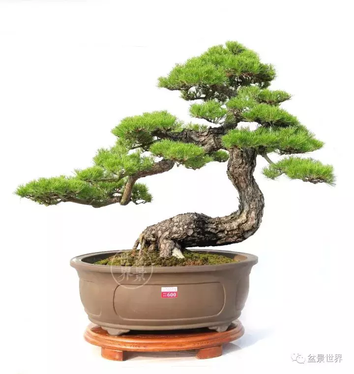 嶺南盆景金獎作品是如何評出來的?