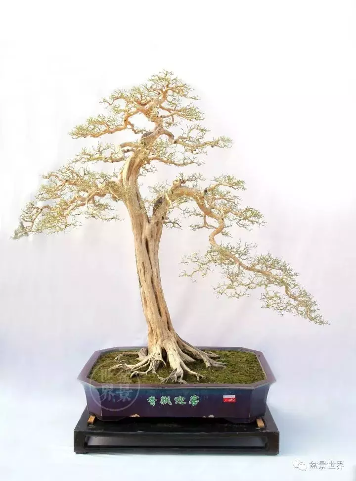嶺南盆景金獎作品是如何評出來的?