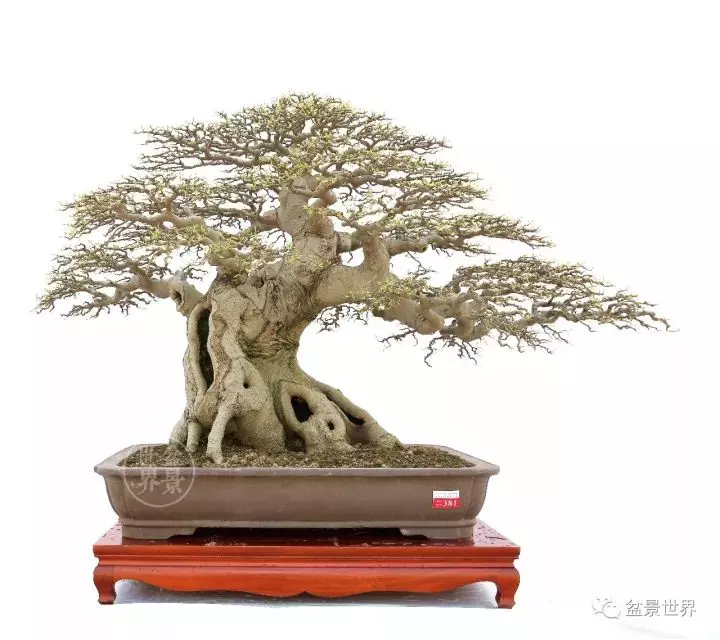 嶺南盆景金獎作品是如何評出來的?