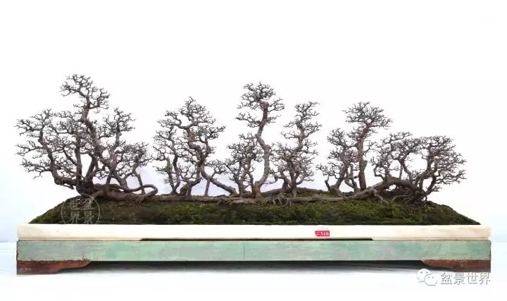 嶺南盆景金獎作品是如何評出來的?