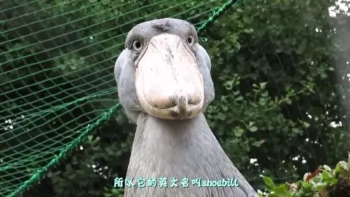 這隻「大頭鳥」是全球稀有鳥類之一,有著呆萌外表的牠竟然是鱷魚的唯一天敵!?