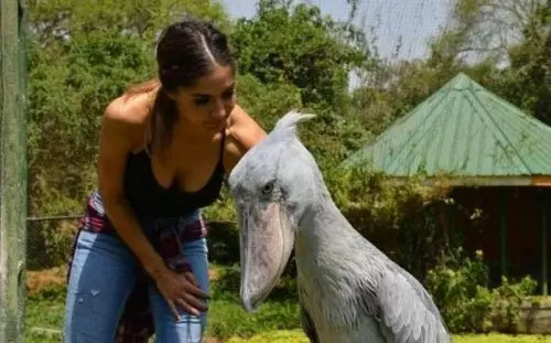 這隻「大頭鳥」是全球稀有鳥類之一,有著呆萌外表的牠竟然是鱷魚的唯一天敵!?