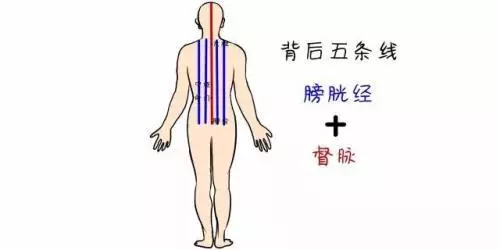 腹為陰,背為陽!按摩這4個地方,讓你陰陽平衡,氣血通暢