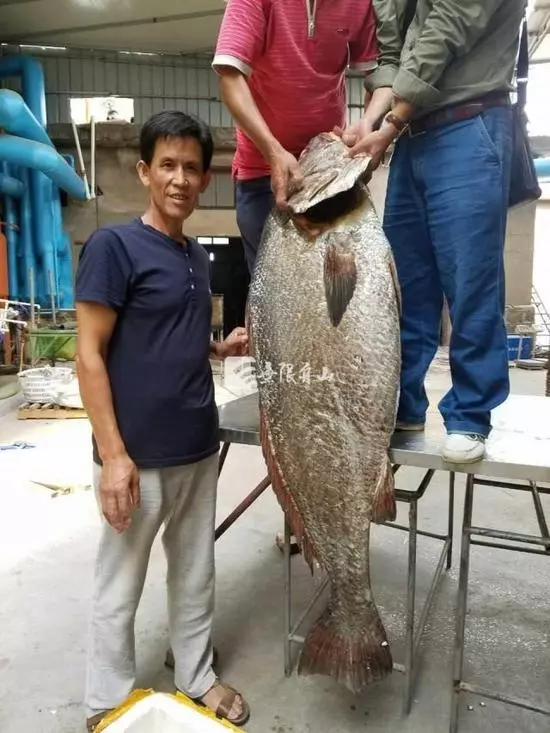 男子捕獲「罕見魚王」,居然開價550萬新台幣,沒想到魚肚子裡這種「東西」價格堪比黃金